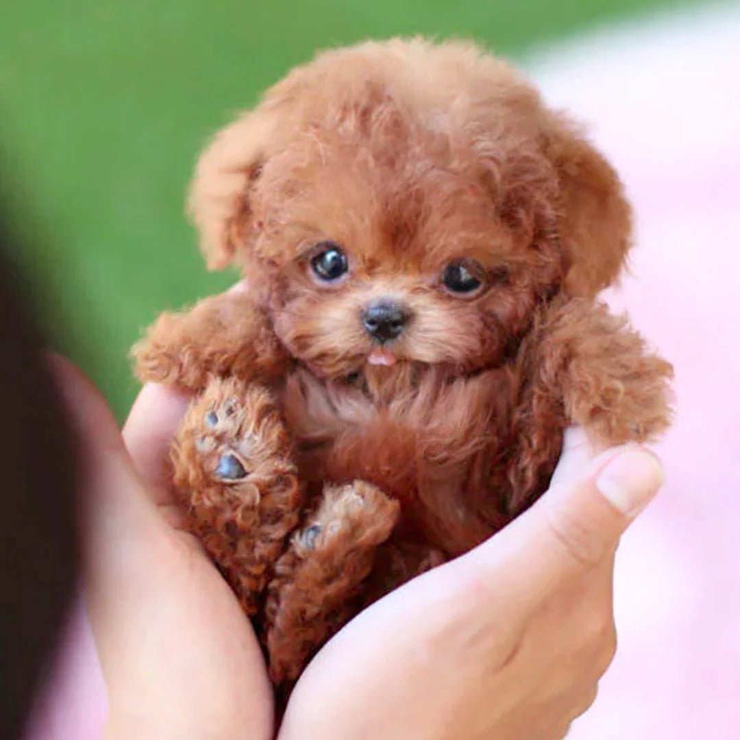 Interactive Robot Puppy — Responds to Voice & Touch 3