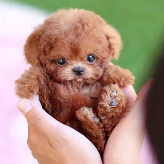 PawPulse - Interactive Robot Puppy with Voice Response 1