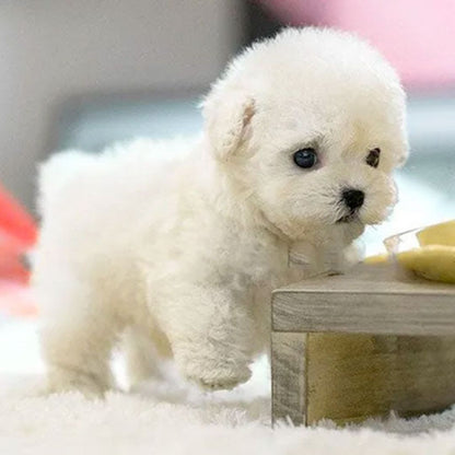 PawPulse - Interactive Robot Puppy with Voice Response 2