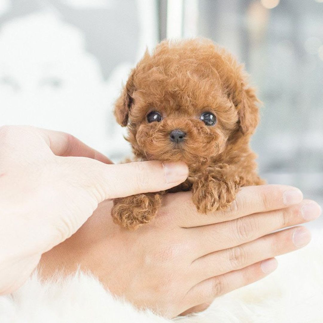 PawPulse - Interactive Robot Puppy with Voice Response 3