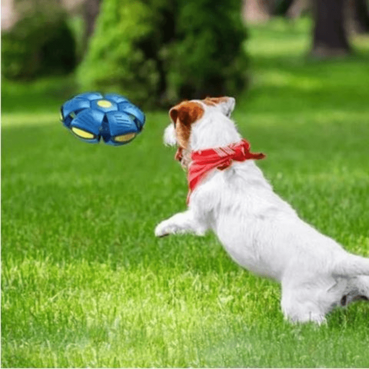 PawVibe - Interactive Flying Dog Toy 2-in-1 Design 2